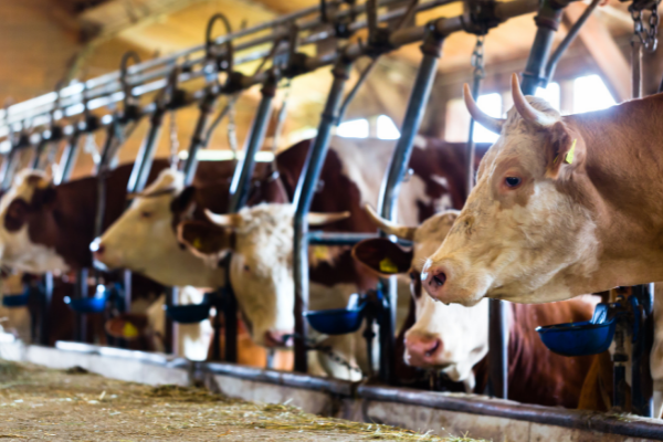 RAC – Production animale (5354)