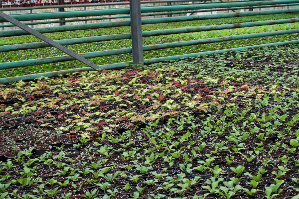 RAC – Production horticole (5348)