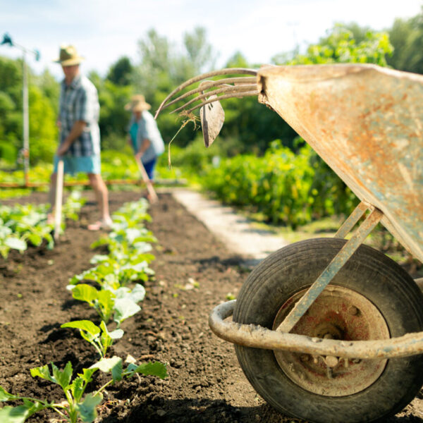 RAC – Travaux agricoles (4256)